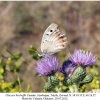 chazara bischoffii female talysh1